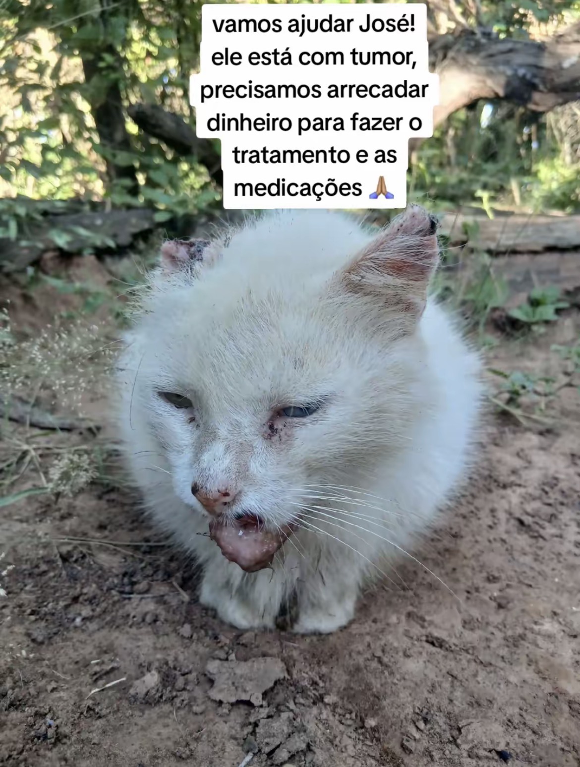 Foto de Gato José