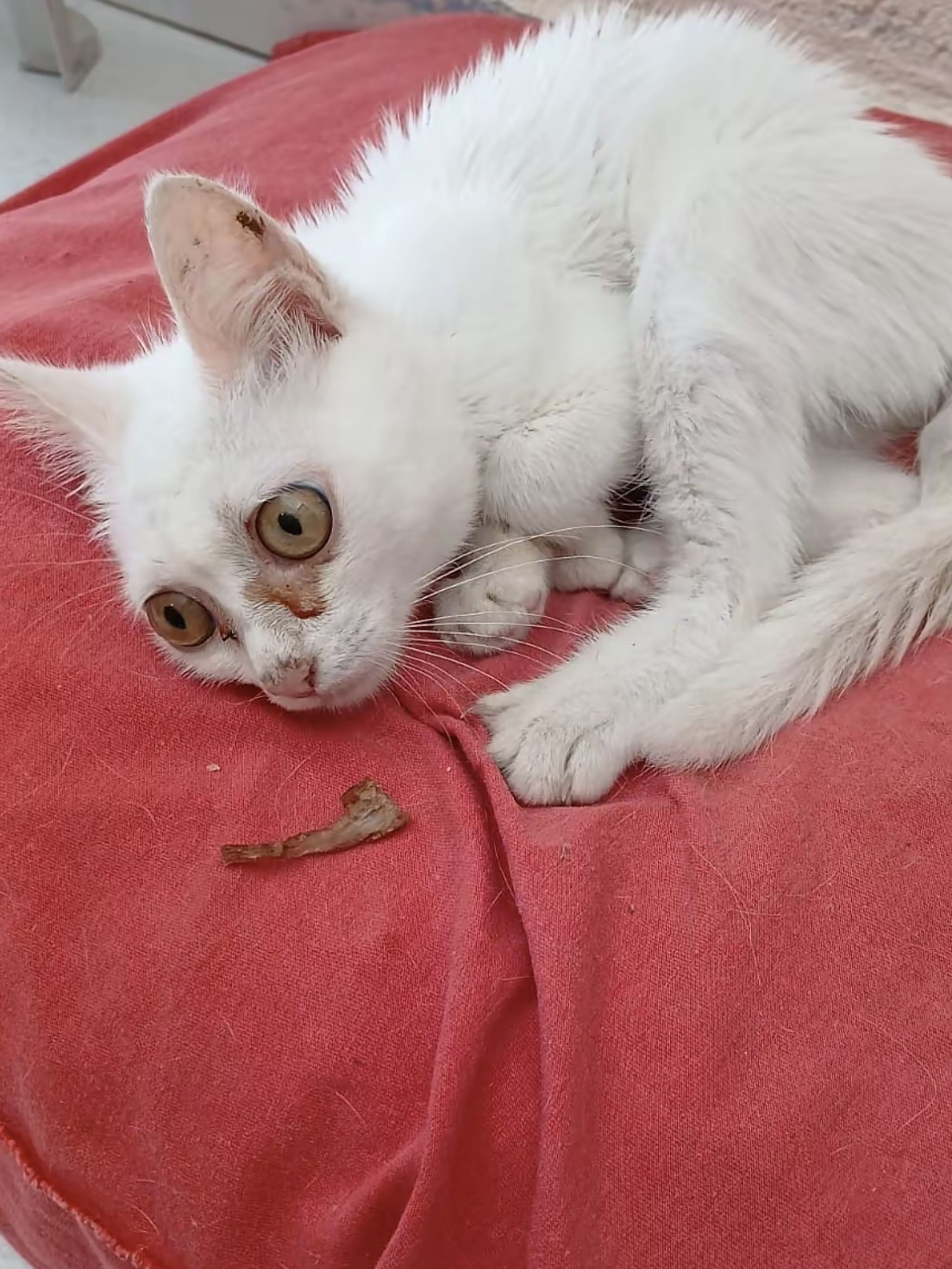 Foto de Gatinho Flocos