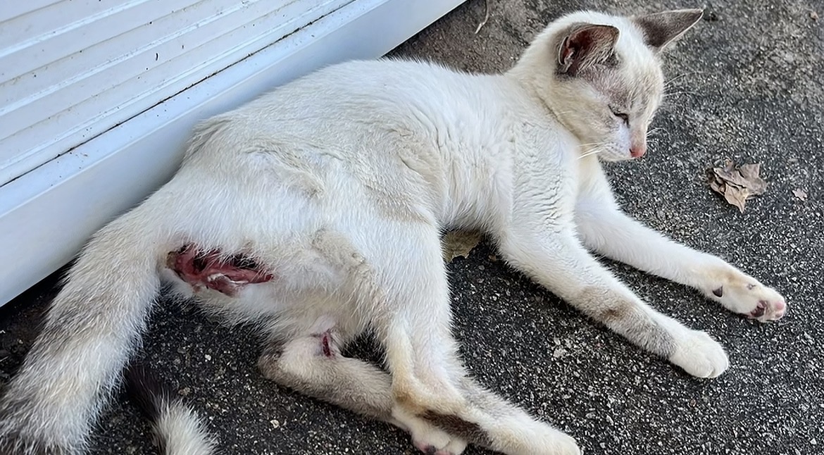 Foto de Gata Lua